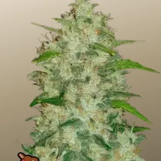 Original AUTO CHEMDAWG